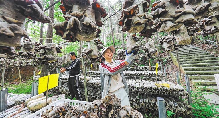 量发展产业调研】林下生金不朽情缘游戏平台【高质(图2)